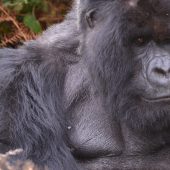  Ubumwe, Silverback 1 (Congo)